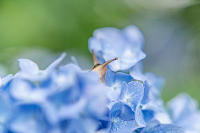 青いあじさいの花の隙間から顔を出しているカタツムリを撮ってみました。クローズアップレンズでかなり近づいて撮るので、手前からあじさいの花を真ん中にカタツムリの顔を、奥に向かって青いあじさいの花を撮ってみました。カタツムリだけにピントを合わせていたので、あじさいの花も綺麗にボケて被写体のカタツムリを引き立てる一枚になりました。