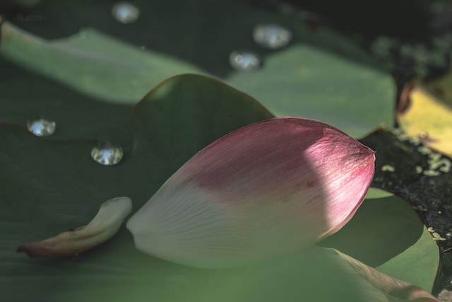 池に浮いている蓮の葉っぱの上に一枚のピンク色の蓮の花びらが落ちていました。咲いている蓮の下の暗い場所だったのですが、隙間から光が差し込んで花びらの一部だけを照らしている様子を撮ってみました。
