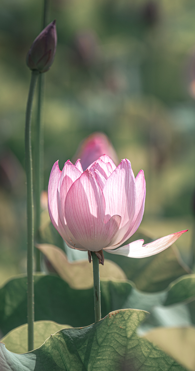 ヤマサ蒲鉾蓮の花苑ブログサムネイル画像
