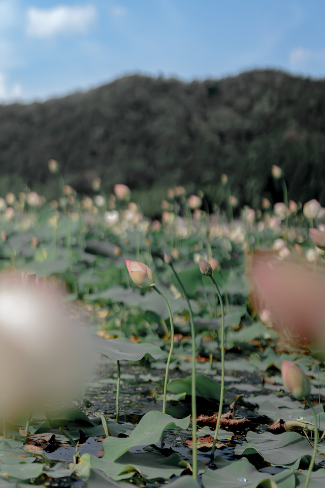 ヤマサ蒲鉾の蓮の花苑で広角気味で撮影してみましたが、画角でこの花を狙っているのか分かりにくくなってしまいます。