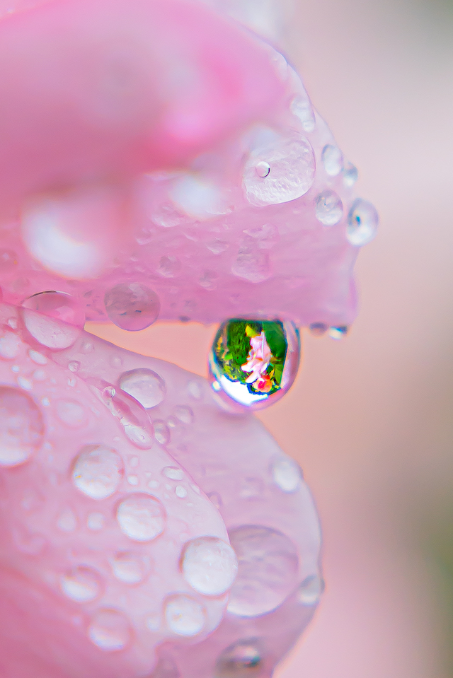 バラの花びらに挟まっていた水滴に撮った光景。