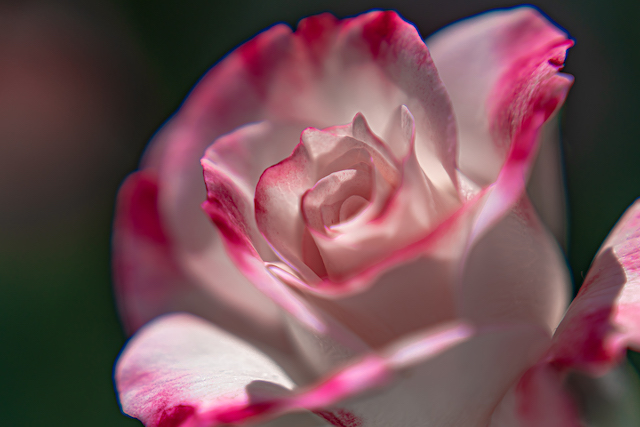 ピンク色と白が混ざったバラの花をクローズアップレンズを付けて一輪だけを撮ってみました。