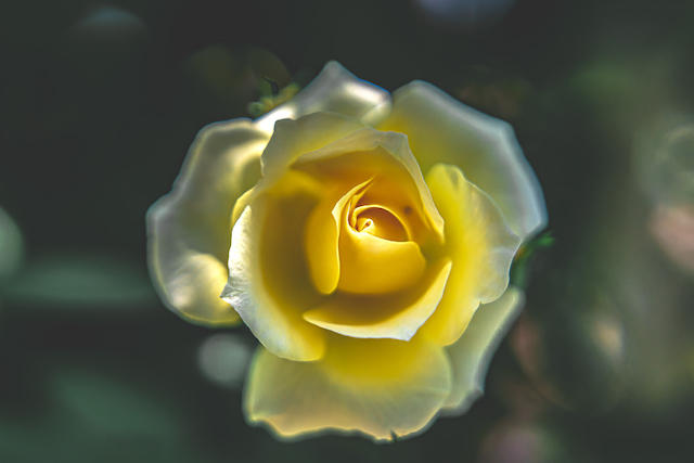 一輪の黄色いバラの花だけを暗い場所で撮ってみました。画面一杯に黄色いバラの花を入れてみました。