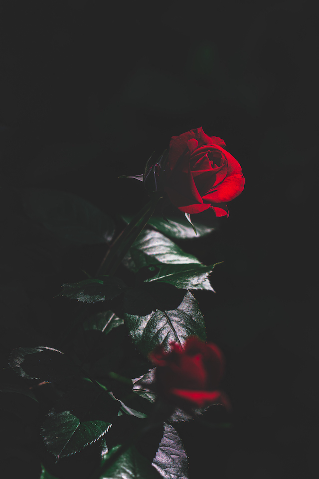 日陰の暗い場所に真っ赤なバラの花が咲いていました。日陰でも少しの光が差し込んできました。真っ赤なバラに少しの陽が当たっていた所を狙ってみました。