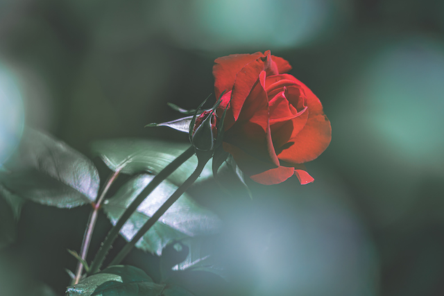 日陰で真っ赤なバラの写真を撮ってみましたが、手前のバラやバラの葉っぱをボカしてボケ感を入れてみました。