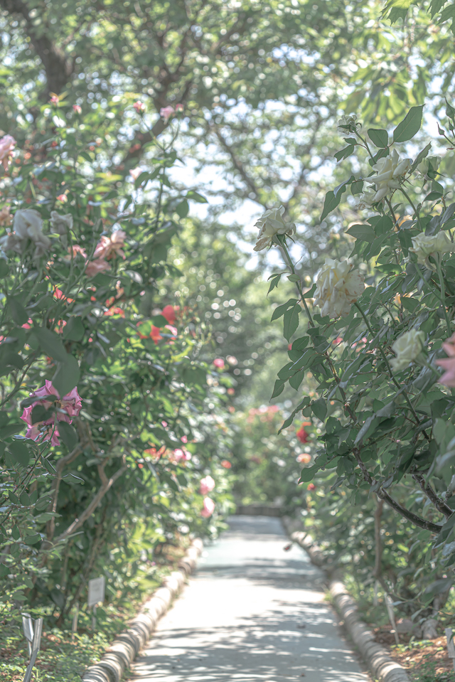 姫路バラ園内のバラ通り。ポツポツとしかバラの花が見えないのが寂しいのですが、満開の時はきっと綺麗な通り道が見られると思います。