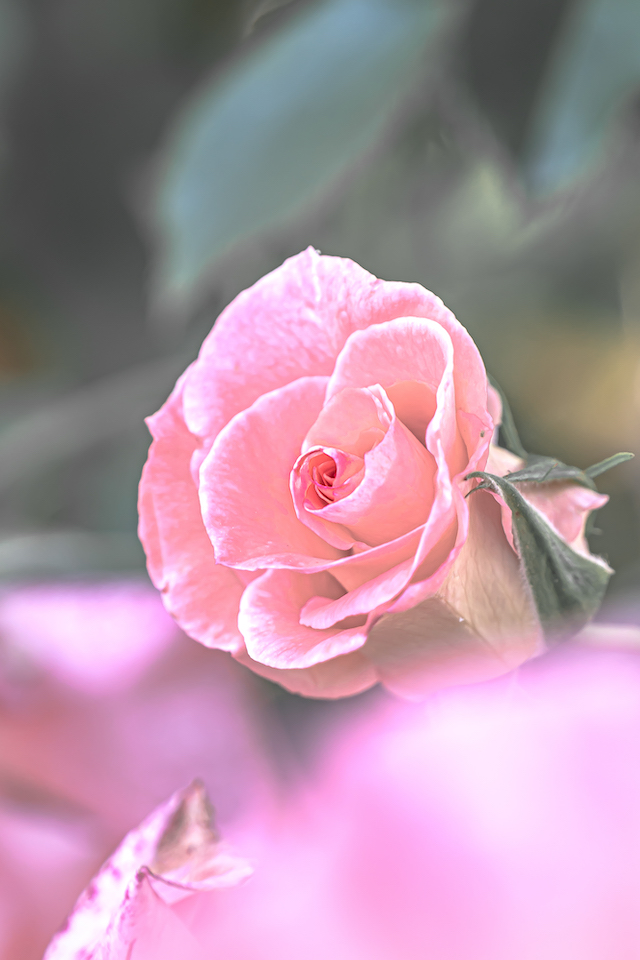 ピンク色のバラの花を望遠レンズを使ってバラの花だけを主題とするために周りの背景は全てボカしてみました。
