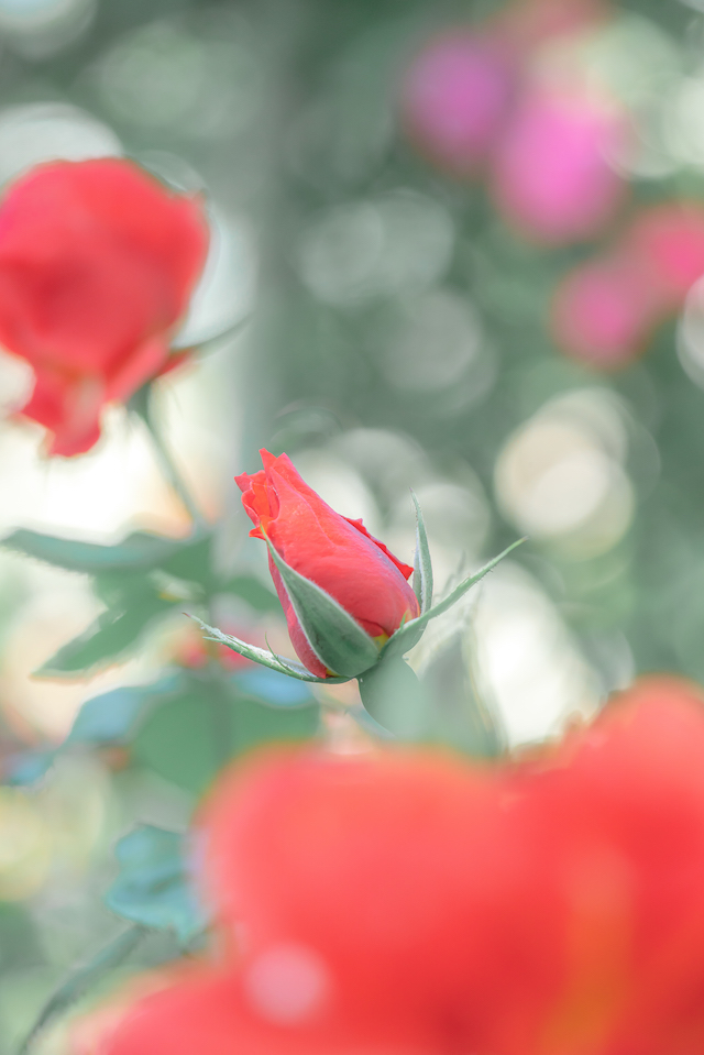 赤いバラの花の蕾を画面中央に配置して左上と右下に咲いているバラの花をボカしてアクセントにしてみました。右の奥には光を使って玉ボケを作ってふんわりしたイメージを作ってみました。