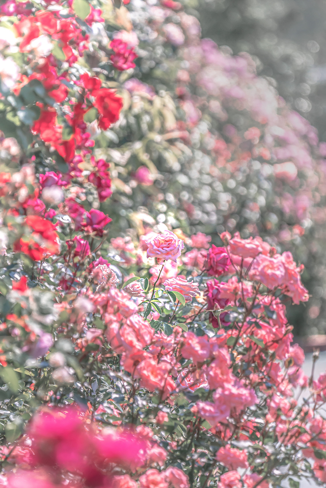 バラ園に咲いているたくさんのバラの中から一本のピンク色のバラの花を撮ってみました。手前から奥に向かって咲いているバラの花を奥に向かってボカせてみて奥行き感を出せた写真になりました。