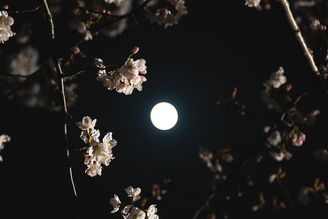 月と夜桜を撮ってみました。ライトアップされた夜桜の花を額縁のように画面の周りに配置して画面ど真ん中に月を入れて撮ってみました。月を撮ることは出来ましたが、月の表面までは撮る事が出来ませんでした。