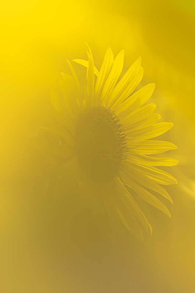 手前のひまわりの花びらを使って画面全体をボカして一輪のひまわりを撮ってみました。黄色の世界にうっすらと一輪のひまわりの花を撮ってみました。