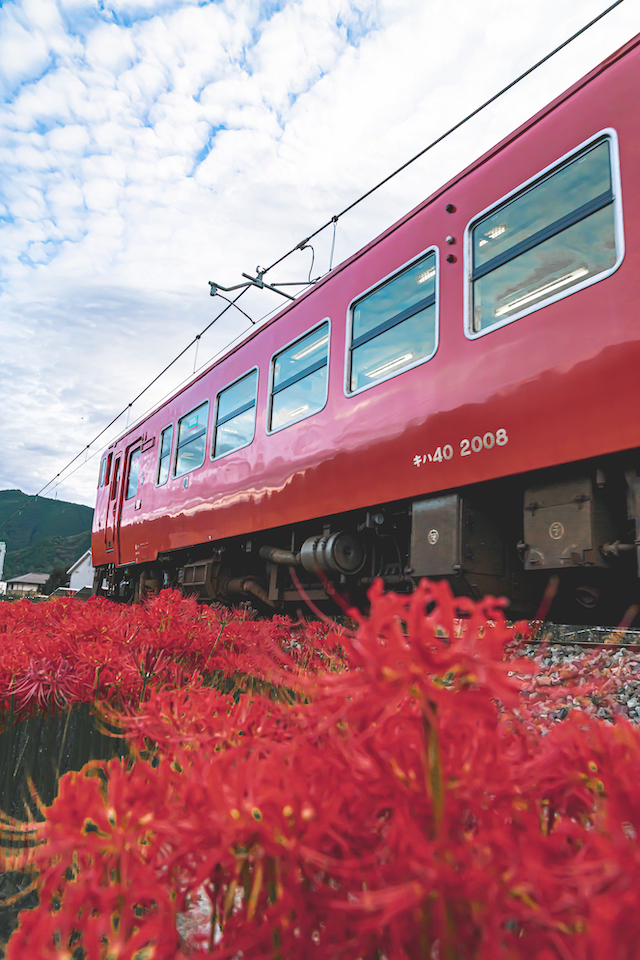 線路沿いに咲いている真っ赤な彼岸花と播但線を走る赤い電車を側面から撮ってみました。