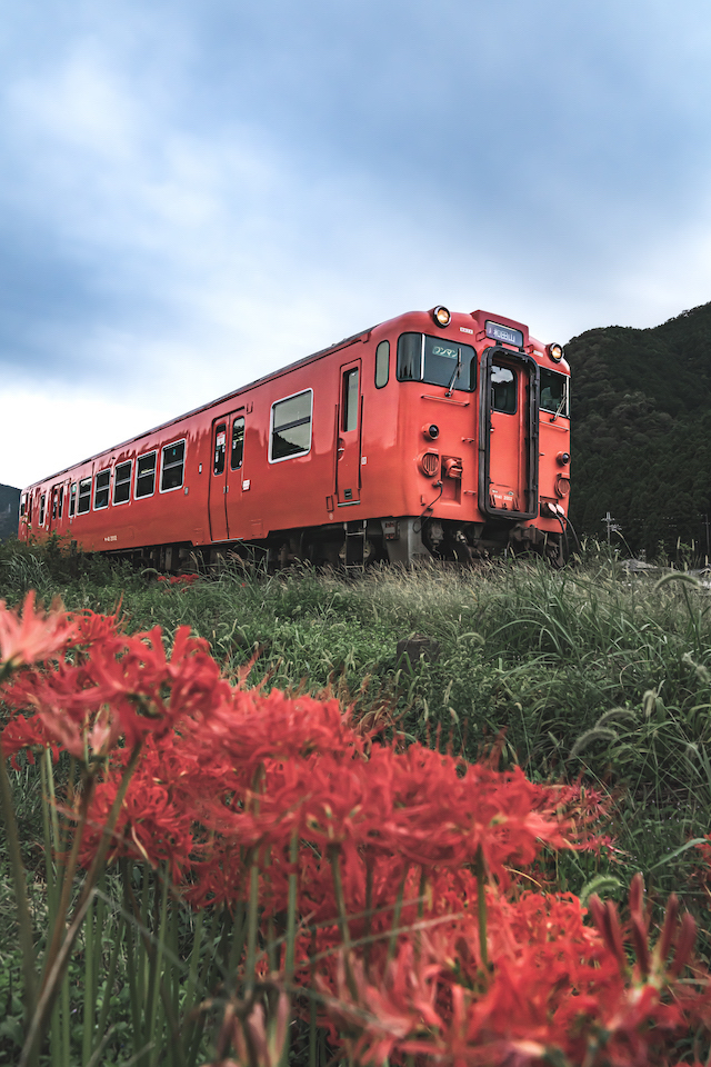 線路沿いに咲いてる彼岸花と播但線の赤い電車