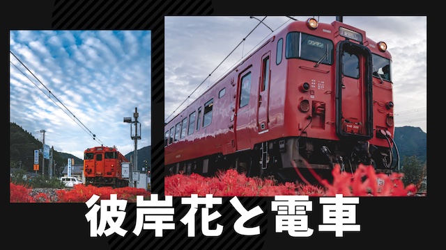 赤い彼岸花と赤い電車・サムネイル画像
